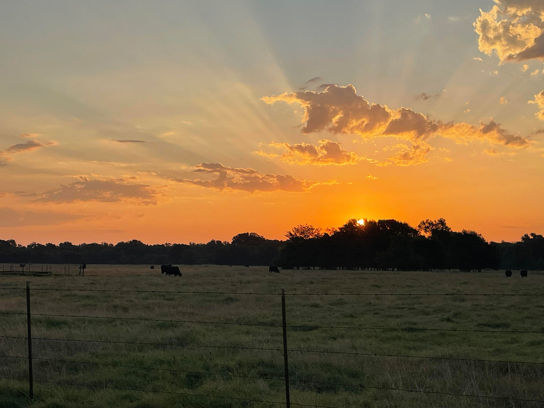 Out on the Ranch
